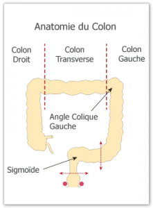 anatomie_du_colon